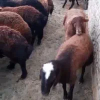 بره نر