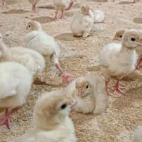 جوجه بوقلمون درجه 1|حیوانات مزرعه|بابل, |دیوار