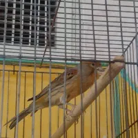 فروش قناری چغندری