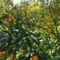 فروش زمین مسکونی ۱۸۰۰ متری در محیطی عالی|فروش زمین و ملک کلنگی|قائم‌شهر, |دیوار