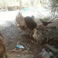 بوقلمون نر