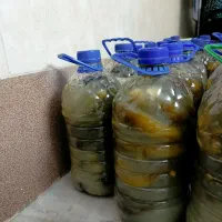 خیار شور|خوردنی و آشامیدنی|قم, شهر قائم|دیوار