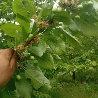 هرس کود بیل کاشت درخت|خدمات باغبانی و درختکاری|قزوین, |دیوار