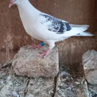 جوجه پلاکی