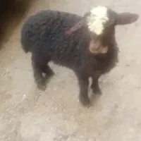 ماده بره کله عروس