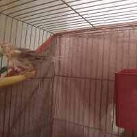 قناری نر|پرنده|هشتگرد, شهرک صبا سوله|دیوار