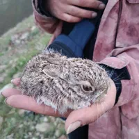 خرگوش طلایی اصیل