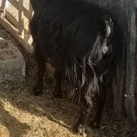 بز می ش بز رومایه|حیوانات مزرعه|مرودشت, ده بید|دیوار