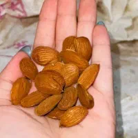 فروش بادام سنگی عمده|خوردنی و آشامیدنی|شیراز, عادل آباد|دیوار