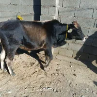 یک گاو نر ویک ماده