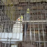 معاوضه فقط با گرینچیک یا فروش نقدی