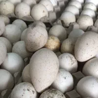 تخم نطفه دار بوقلمون برنز انگلیس اصل|حیوانات مزرعه|تهران, صادقیه|دیوار