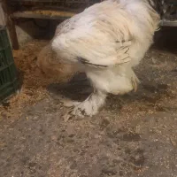 دو عدد خروس برهما|حیوانات مزرعه|بابل, |دیوار