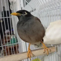 مرغ مینا سخنگو