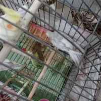 عروس هلندی.ایزابلا.وایت فیس.آلبینو