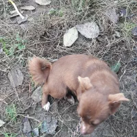 سگ پاکوتاه و گیرنده|سگ|تنکابن, |دیوار