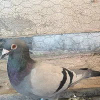 کبوتر پلاکی