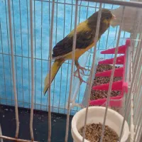 قناری|پرنده|چناران, |دیوار