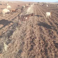 بز چاق جوان درجه یک