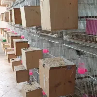 لاوبرد طوطی کوتوله پاربلو یووینگ گرینچیک قناری قفس