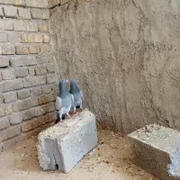 کبوتر پلاکی