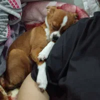 سگ گمشده|حیوانات|امیدیه, |دیوار