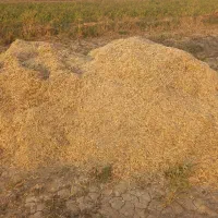 کاه لوبیا چیتی