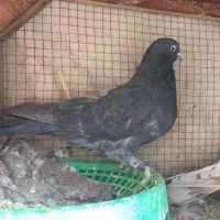 کفترماده مایه کفتر گنجه ای|پرنده|فولادشهر, A4|دیوار