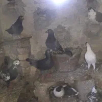 کبوتر یکجا میفروشم