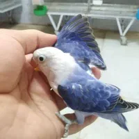 اوپلاین ویولت