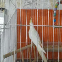 عروس هلندی