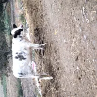 فروشی گوساله ماده
