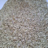 تخم (بذر) کاهو