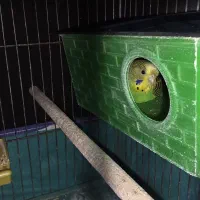 مرغ عشق|پرنده|اراک, |دیوار