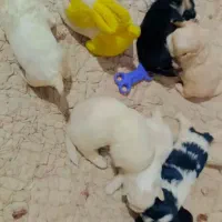 واگذاری سگ شیتزو فلت های اورجینال