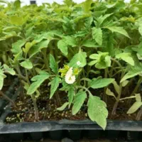 نشا گوجه و بادمجان