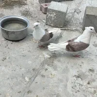 کبوتر