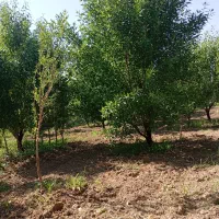 یک باغ ۶۰۰ متری است متری