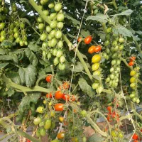 نشا گوجه زیتونی