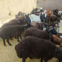 گوسفند بره و بزغاله خوراک خور میش بز قوچ شیشک