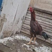 یک جفت مرغ و خروس لاری افغان اصل اصل