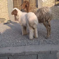 میش و بره عربی