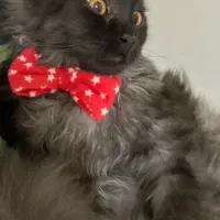 گربه پرشین|گربه|تهران, اسفندیاری|دیوار