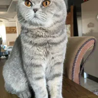 گربه اسکاتیش فولد خالص