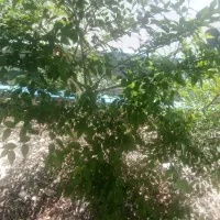 زمین کشاورزی