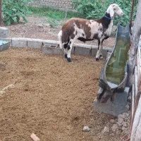 بره قوچ بروجردی اصل|حیوانات مزرعه|سیمین شهر, |دیوار