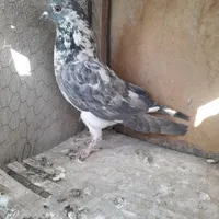 کبوتر گرفتنی ،جوجه، موشی شهرستانی|پرنده|تهران, زنجان|دیوار