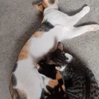 گمشده