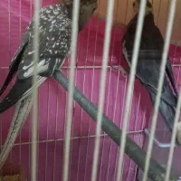 فروش یک جفت عروس هلندی|پرنده|گلبهار, شهر جدید گلبهار|دیوار