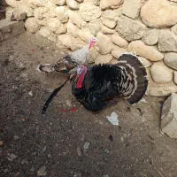 یک جفت بوقلمون نر و ماده|حیوانات مزرعه|سپیدان, |دیوار